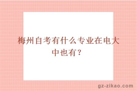 梅州自考有什么专业在电大中也有？